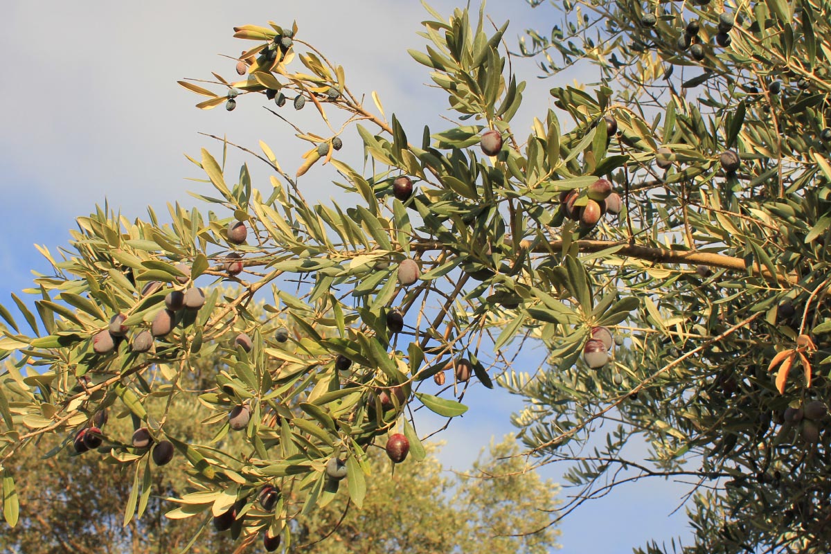Memecik olive